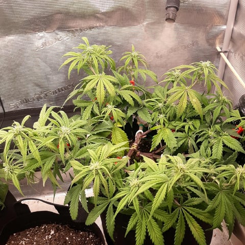 Moving On — flower, day 16