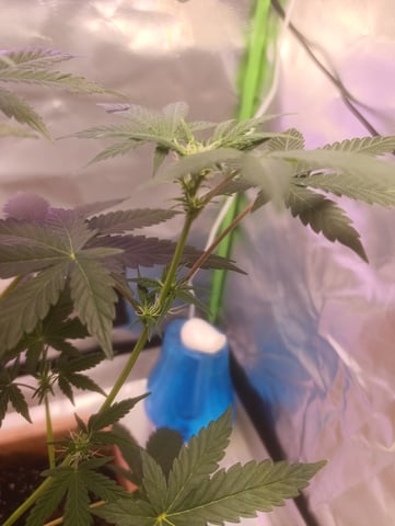 Purple Amnesia Autoflower — flower, day 39