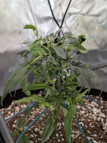 C99 CloneWars! — vegetative, day 3