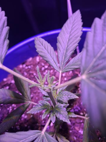 5 Random Seeds in a pot I found in my grinder. — vegetative, day 16