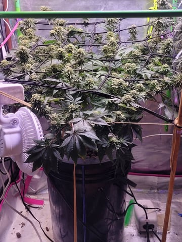 6th Grow — flower, day 83