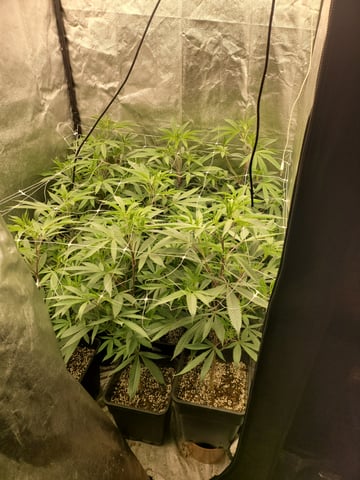 #3 — flower, day 28