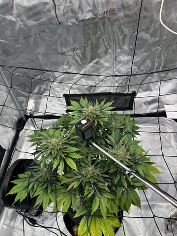 2025-26 harvest INDOOR — flower, day 136