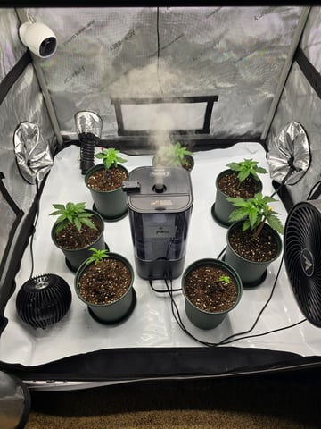 Homegrown - 🍒 🥧 & GSC Auto, 🚀 Seeds 🍌 Buttercups  — vegetative, day 21