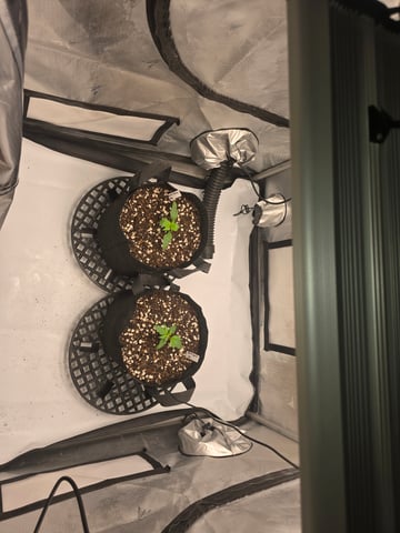 Dream beans burnt garlic — seedling_rooting, day 13