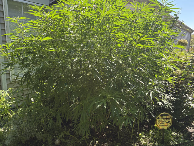 Grimm Glue  — flower, day 56