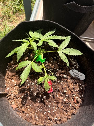 Northern Lights & Quick One  — vegetative, day 1