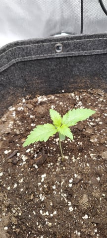 Auto OG Cush — seedling_rooting, day 8