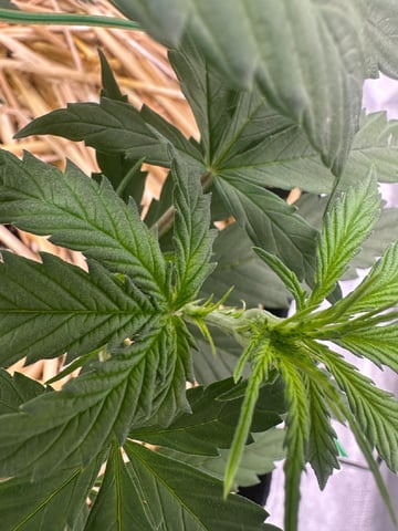 Pine (Auto) 2025 - 0 — flower, day 35