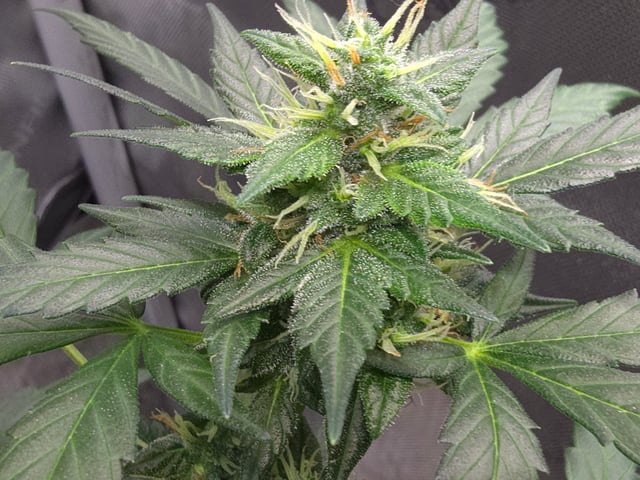 Purple Haze  — flower, day 87