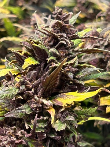 Vanna's Vanilla — auto, day 87