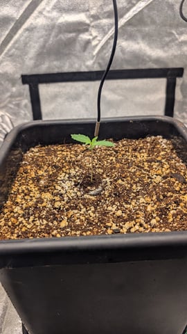 Lemon Cherry Gelato Auto — vegetative, day 9