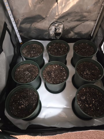 Homegrown - 🍒 🥧 & GSC Auto, 🚀 Seeds 🍌 Buttercups  — grow_setup, day 2