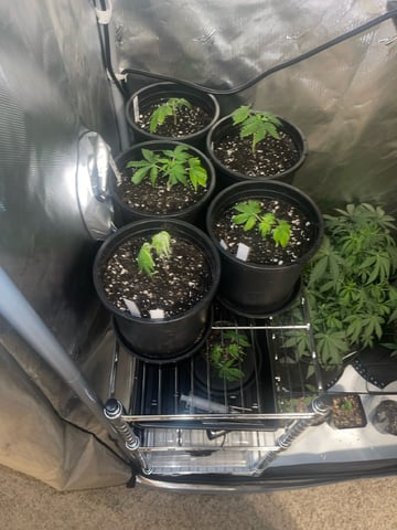 Gasman #2 — germination, day 14