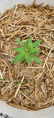 girl scout cookies (auto) — vegetative, day 22