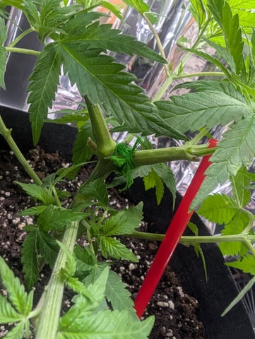 B E A utiful  — vegetative, day 42