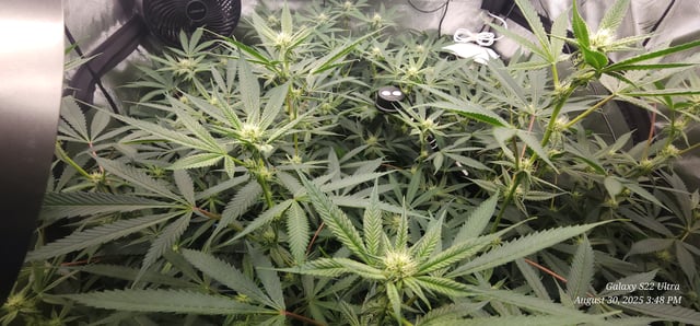 Found my Females... Game On! — flower, day 151