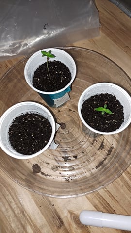 B2 — germination, day 5