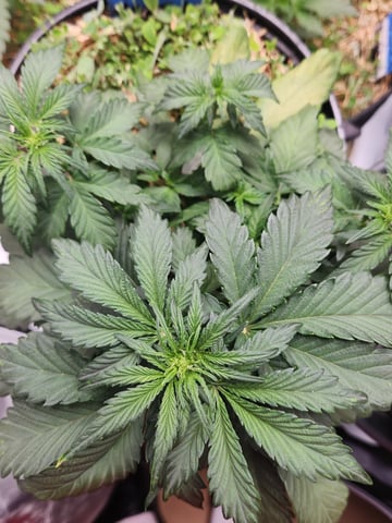 Mephisto Apple Crush in Nature's Living Soil  — vegetative, day 35