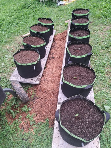 Bucket List Grow #2 — seedling_rooting, day 9