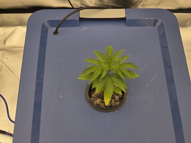 Laundry Shaman — vegetative, day 21