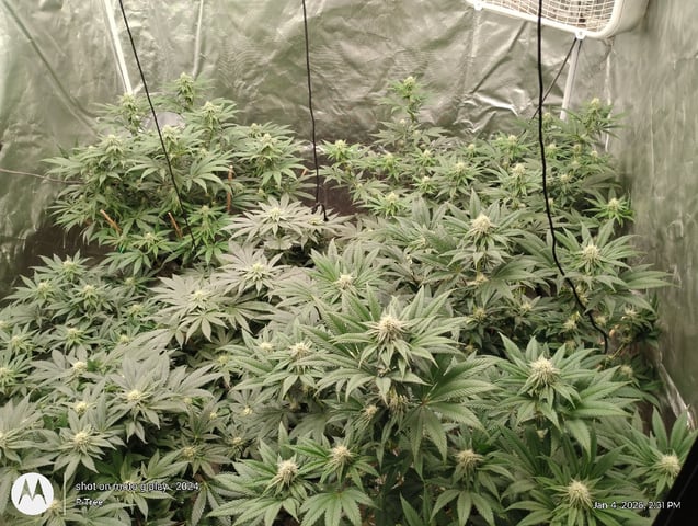 THE KRUX Multipack ETHOS — flower, day 31