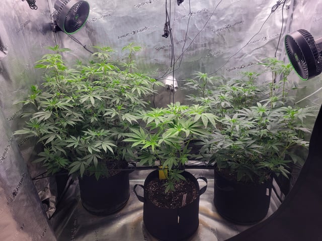 Grow — flower, day 45