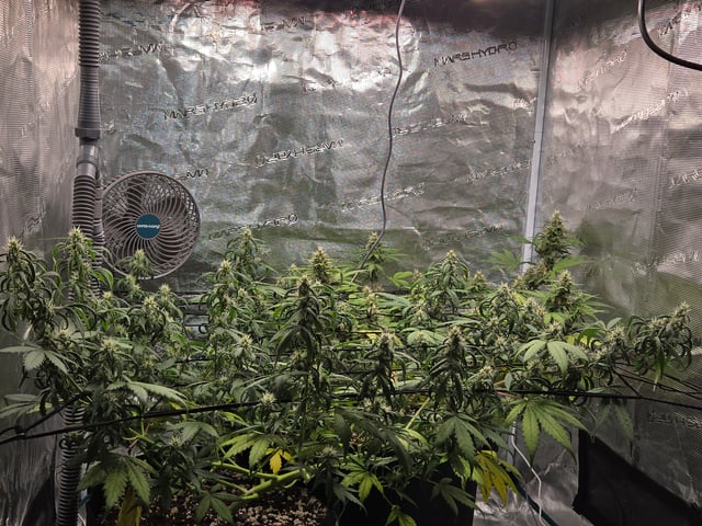3rd Grow 3x3 tent — flower, day 58