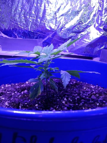 Six-Duece Autos — seedling_rooting, day 28