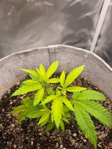 Looking for advice! — vegetative, day 13