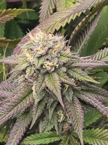 First Grow — flower, day 103