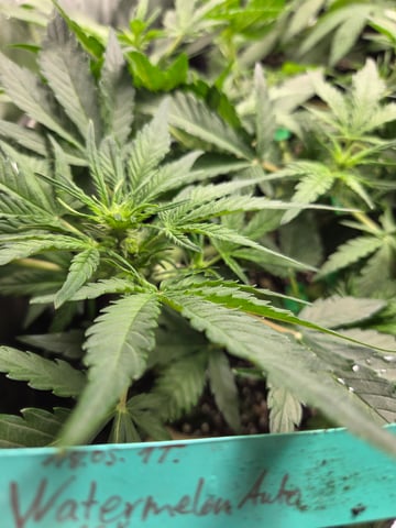 Special Queen 1 Fem+ Watermelon Auto — vegetative, day 37