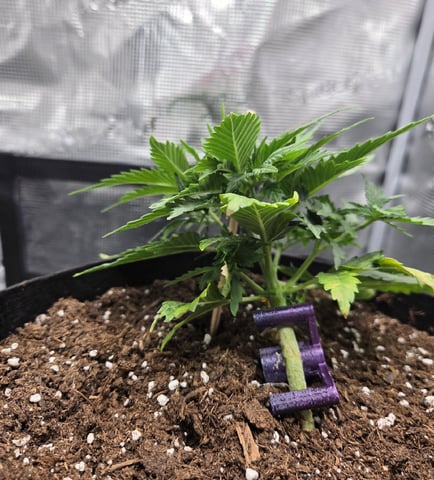 August Grow — seedling_rooting, day 37