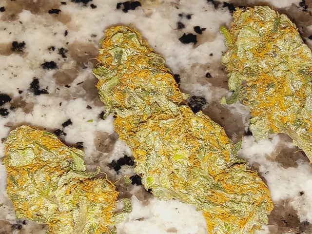 Blueberry critical kush x purple peyote wifi  and one L.a kush cake . — seedling_rooting, day 1