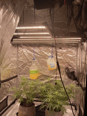 Blueberry critical kush x purple peyote wifi  and one L.a kush cake .