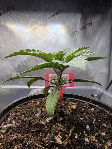 Granny Candy and PLCG — vegetative, day 24