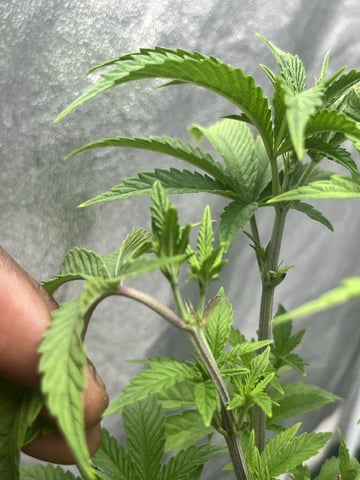 Humboldt Chicken N Wafflez — vegetative, day 40