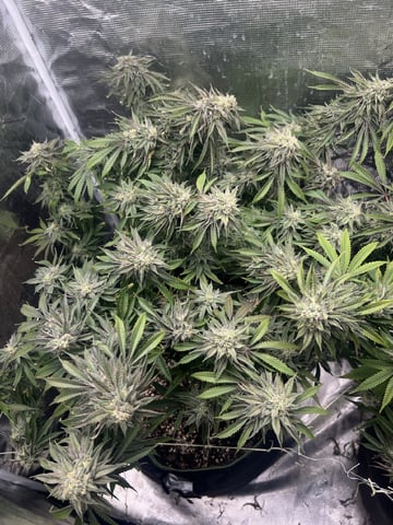 New LADIEZZ — flower, day 121