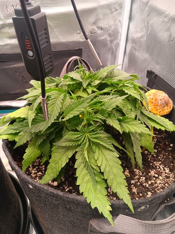 HP CC — vegetative, day 40