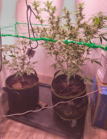 pineapple Express  — flower, day 16