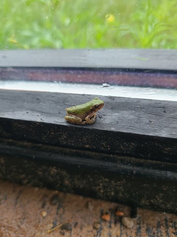 Buddy — seedling_rooting, day 6