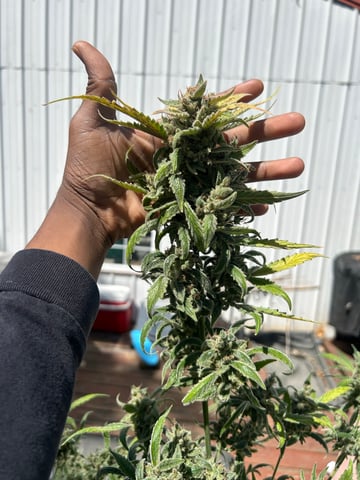 Gigawatt  — harvest, day 144