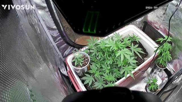  Tropicana Cherry  — vegetative, day 41