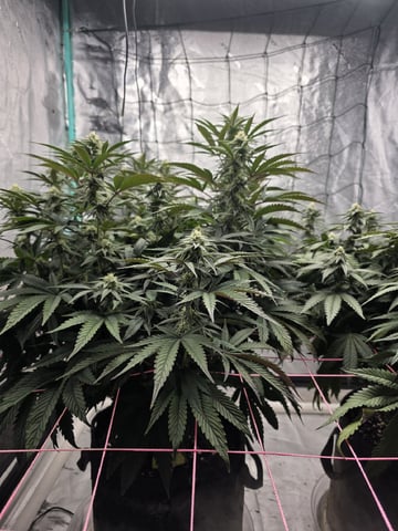 Granny Candy and PLCG — flower, day 106