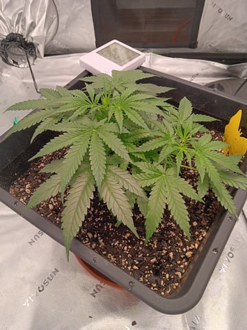 Blueberry auto — vegetative, day 35