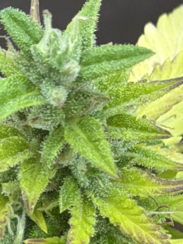 Tincture Trial — flower, day 63