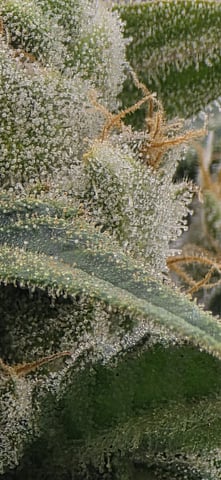 strawberry guava bx — flower, day 23