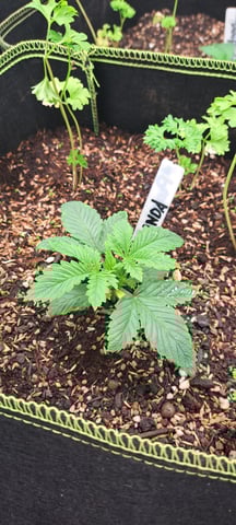 First Grow with the new setup  — vegetative, day 19