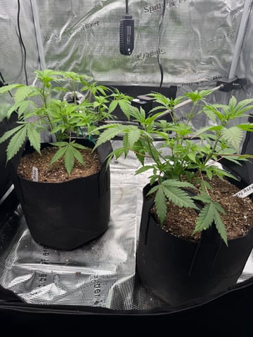  Trying to go big — vegetative, day 62