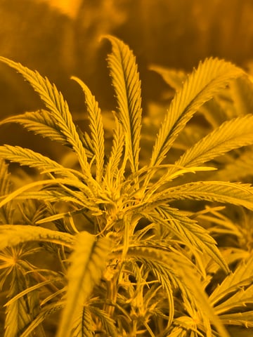 2nd Autoflower Indoor Grow — flower, day 49